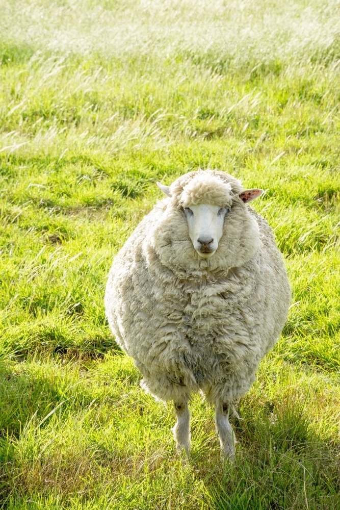 A single woolly sheep in a farm paddock - Australian Stock Image