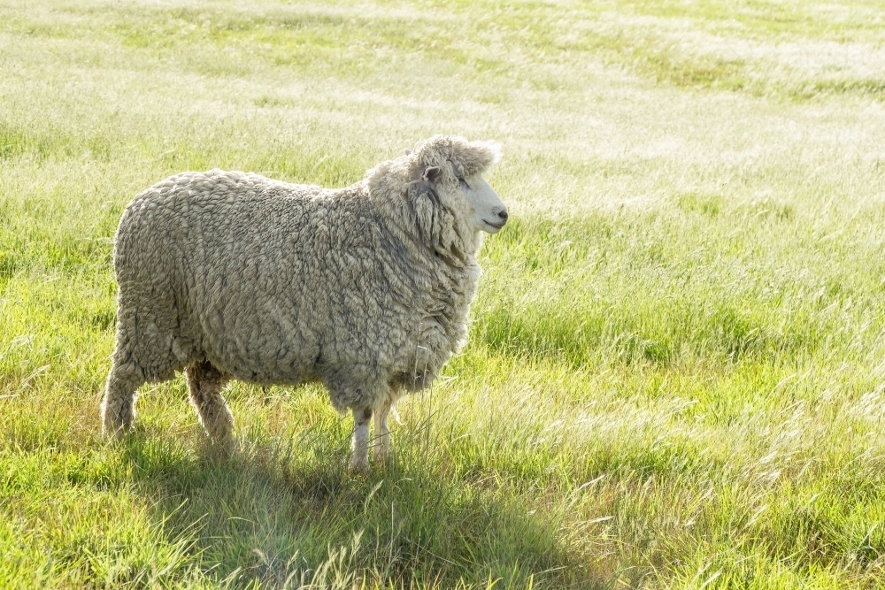 A single woolly sheep in a grassy paddock - Australian Stock Image