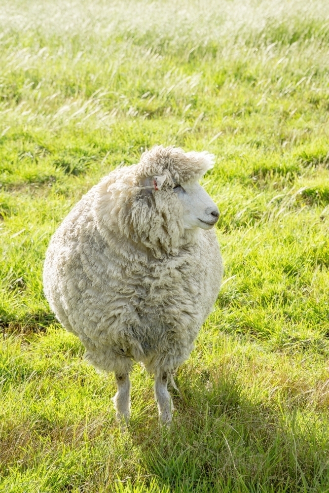 A single woolly sheep in a green paddock - Australian Stock Image