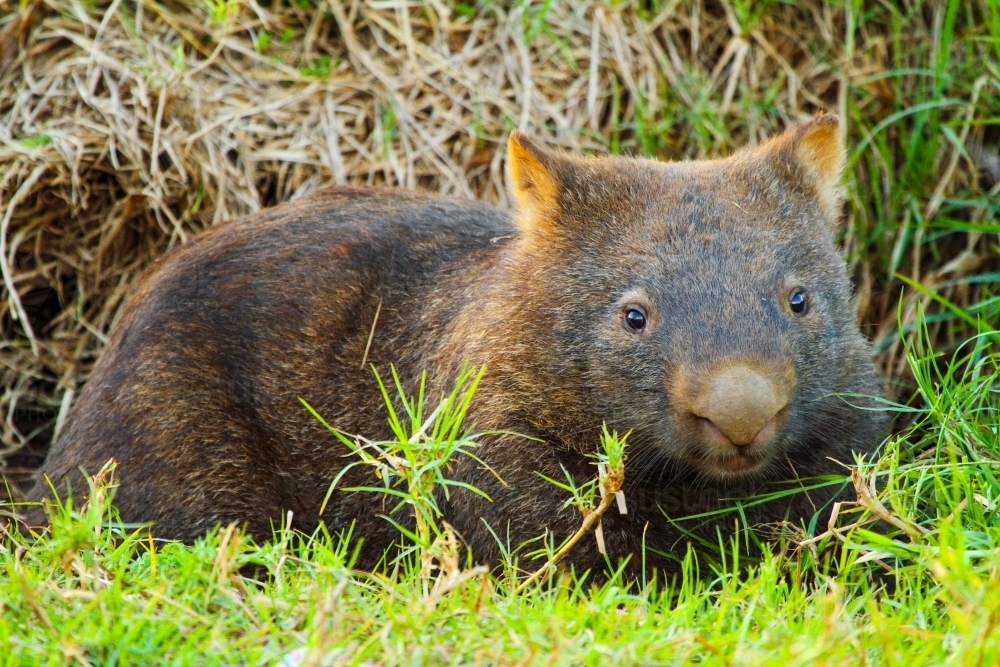 A sleepy Bare-nosed wombat emerging from its burrow tunnel. - Australian Stock Image
