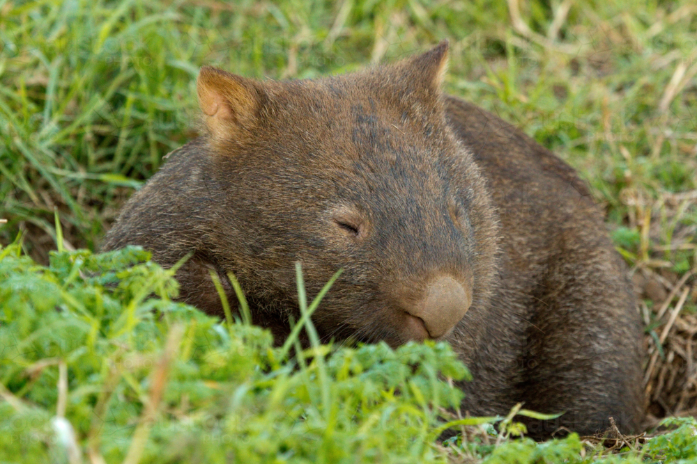 A sleepy Bare-nosed wombat emerging from its burrow tunnel. - Australian Stock Image