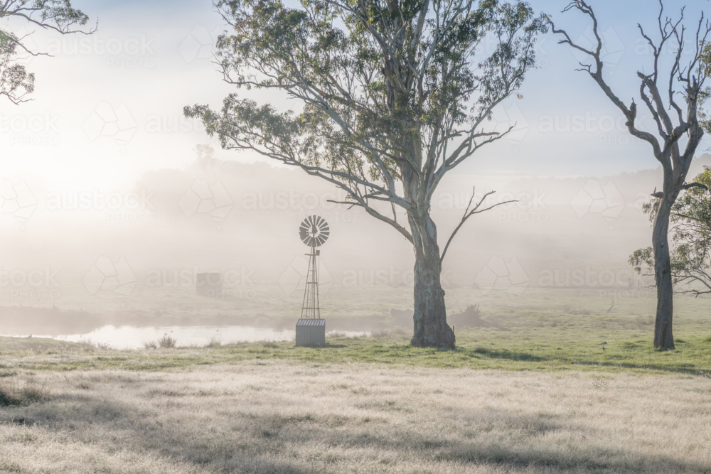 A small country windmill on a misty morning with gum trees - Australian Stock Image