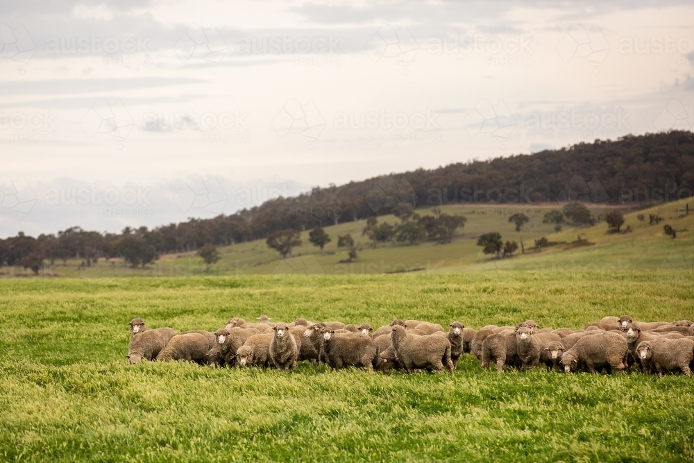 A small flock of merino sheep in a grassy paddock - Australian Stock Image
