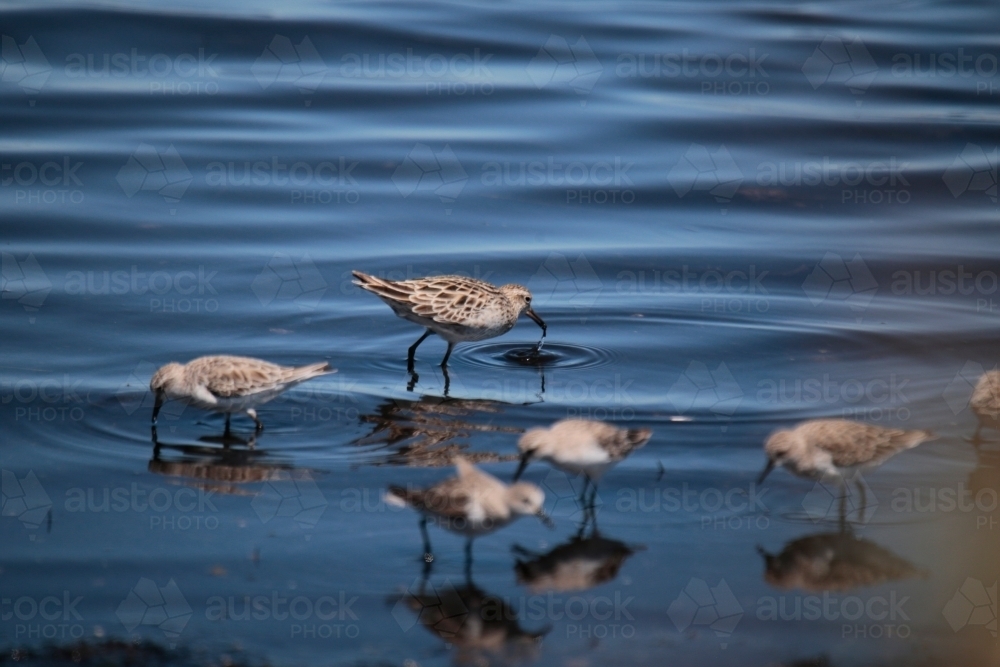 a small group of Sandpipers searching the seashore for food, Coastal Victoria - Australian Stock Image