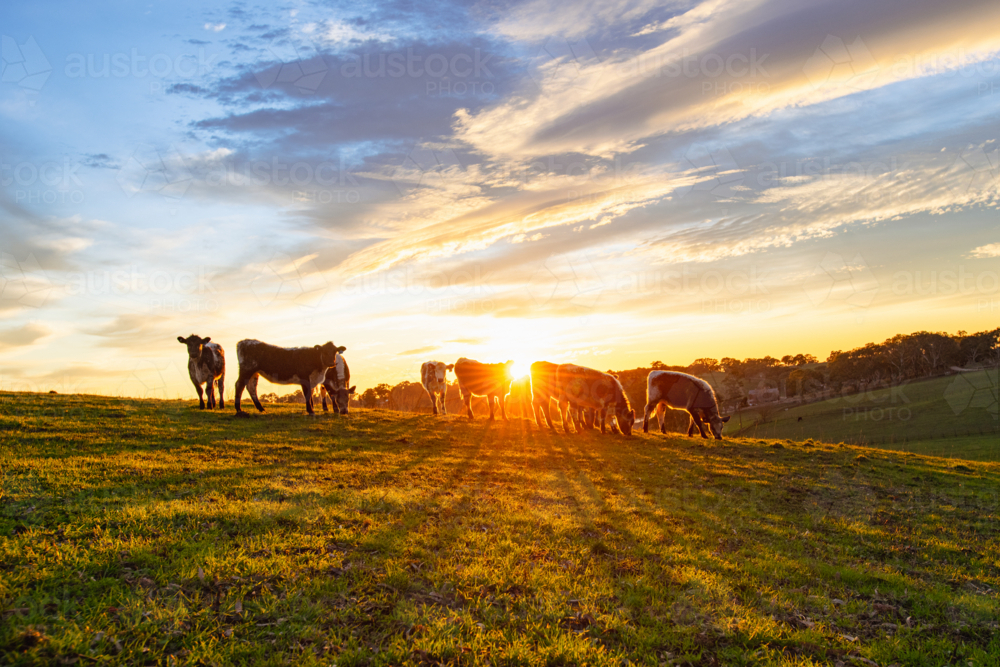 a small herd of speckled cattle backlit by the morning sun - Australian Stock Image