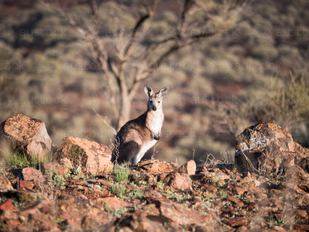 A small kangaroo on rocky ground outside Broken Hill, New South Wales - Australian Stock Image