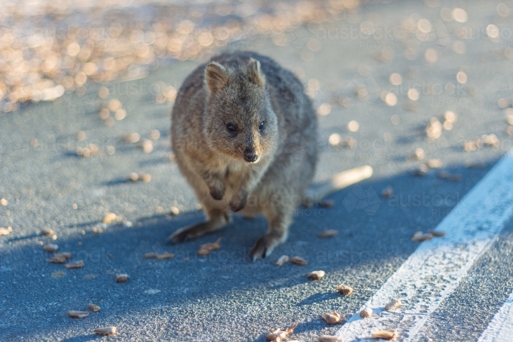 A small Quokka foraging for food - Australian Stock Image