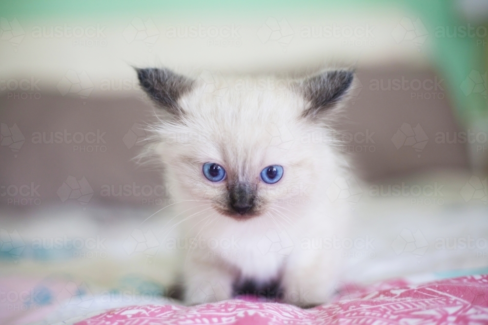 A small ragdoll kitten sitting on a bed. - Australian Stock Image