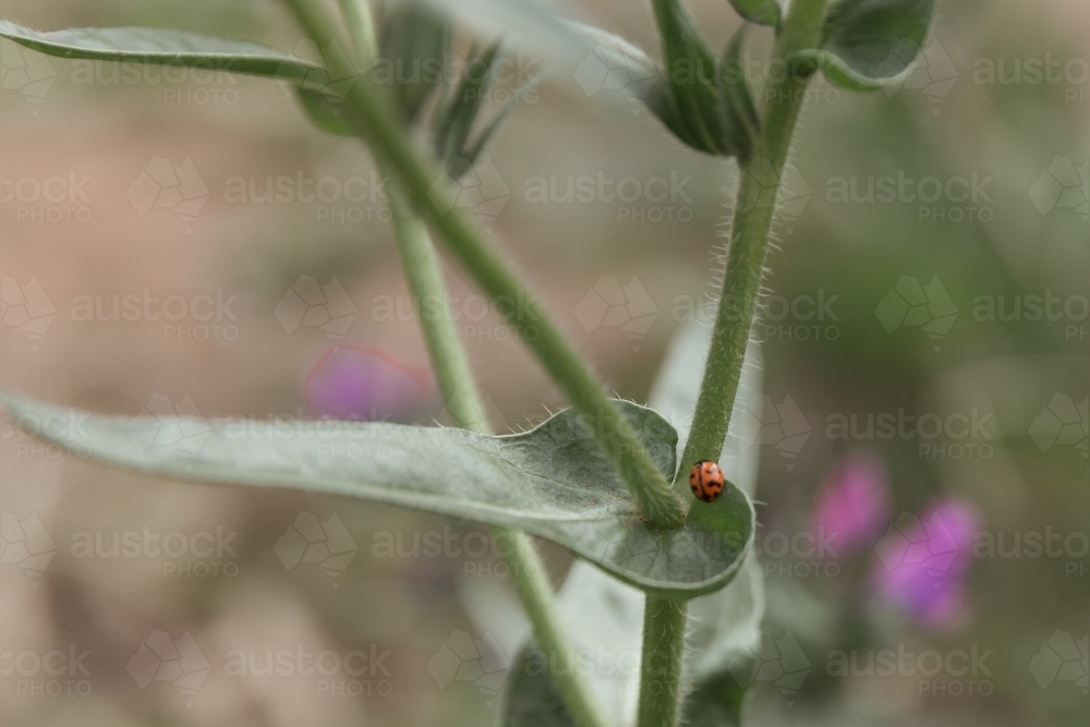 A small red ladybug perched on the stem. - Australian Stock Image
