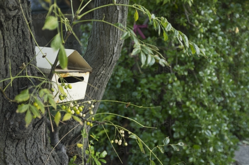 A small tin letterbox propped in a tree - Australian Stock Image