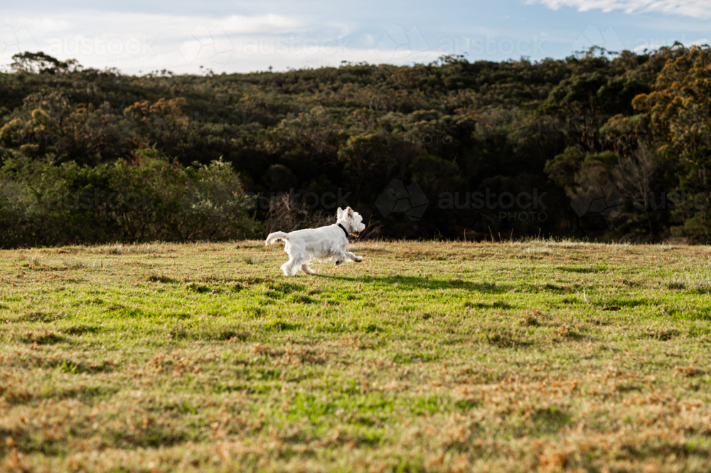 A small white dog plays and runs freely in a lush green field surrounded by trees - Australian Stock Image