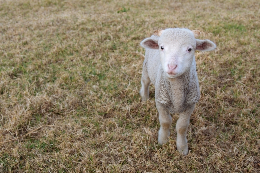 A small white lamb in a paddock - Australian Stock Image