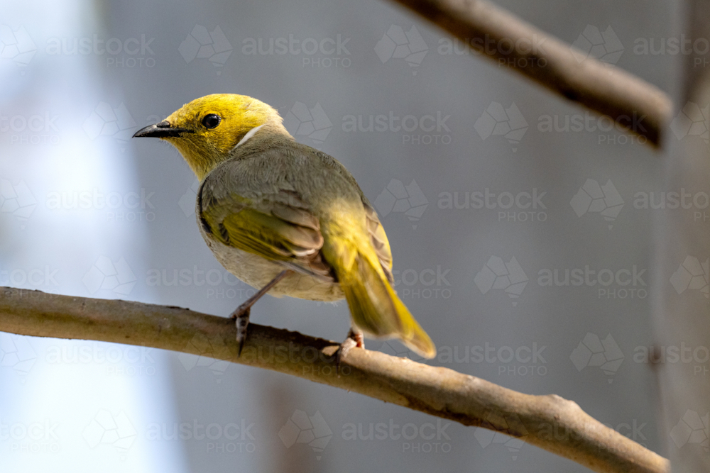A small White-plumed honeyeater bird perches on a slender branch in dappled sunlight - Australian Stock Image