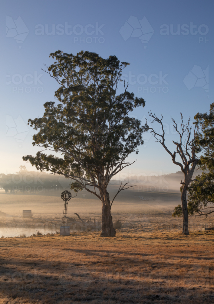 A small windmill next to a gum tree by a dam on a misty morning - Australian Stock Image