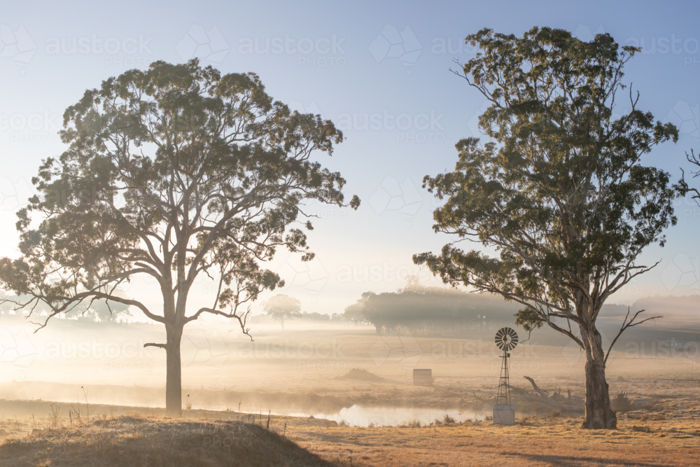A small windmill next to a large gum tree on a misty morning - Australian Stock Image