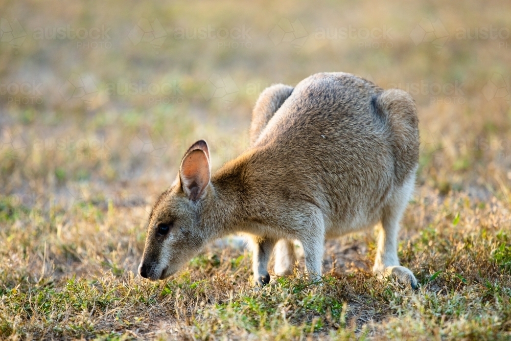 A solitary common Agile Wallaby in Lorella Springs, Northern Territory - Australian Stock Image