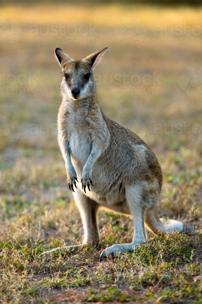 Image of A solitary common Agile Wallaby in Lorella Springs, Northern