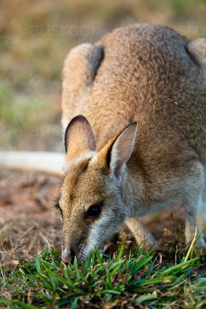 A solitary common Agile Wallaby in Lorella Springs, Northern Territory - Australian Stock Image