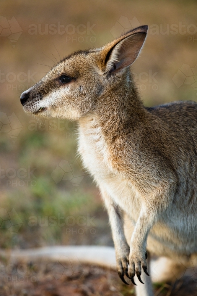 A solitary common Agile Wallaby in Lorella Springs, Northern Territory - Australian Stock Image