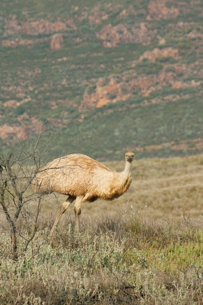 A solitary emu wanders in scrubland in the Flinders Ranges - Australian Stock Image