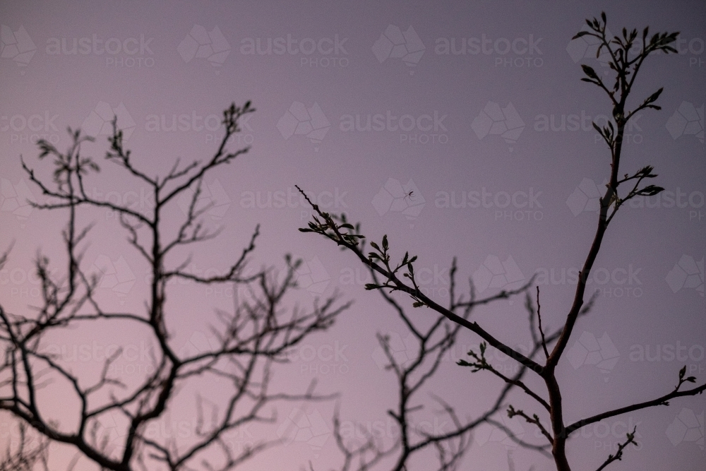 a spider spreading its web on the tree branches at dusk - Australian Stock Image