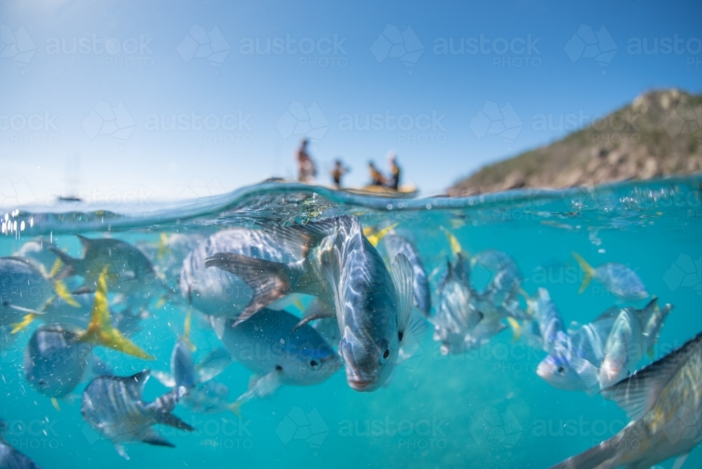 A split shot of a school of fish swimming in crystal clear water - Australian Stock Image