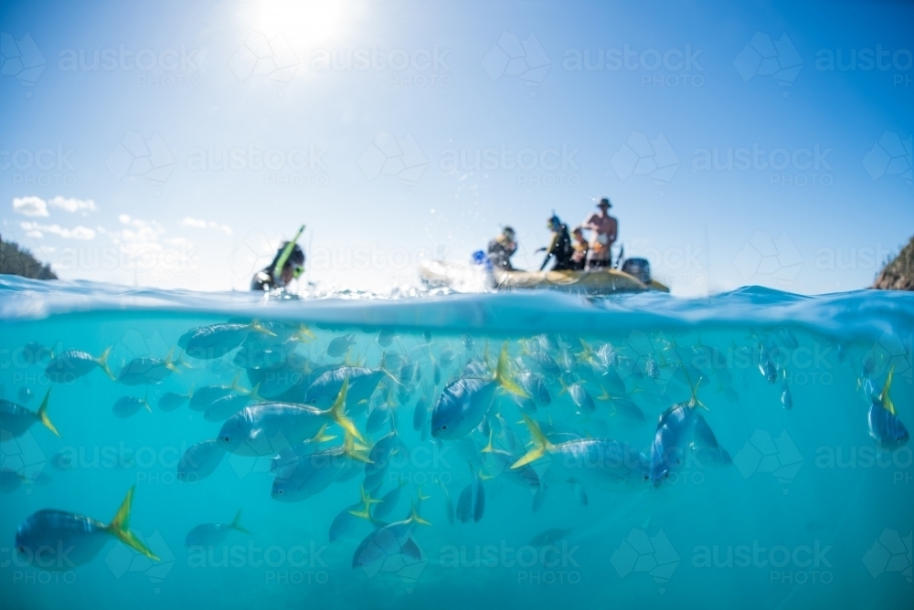 A split shot of snorkelers swimming with a school of tropical fish - Australian Stock Image