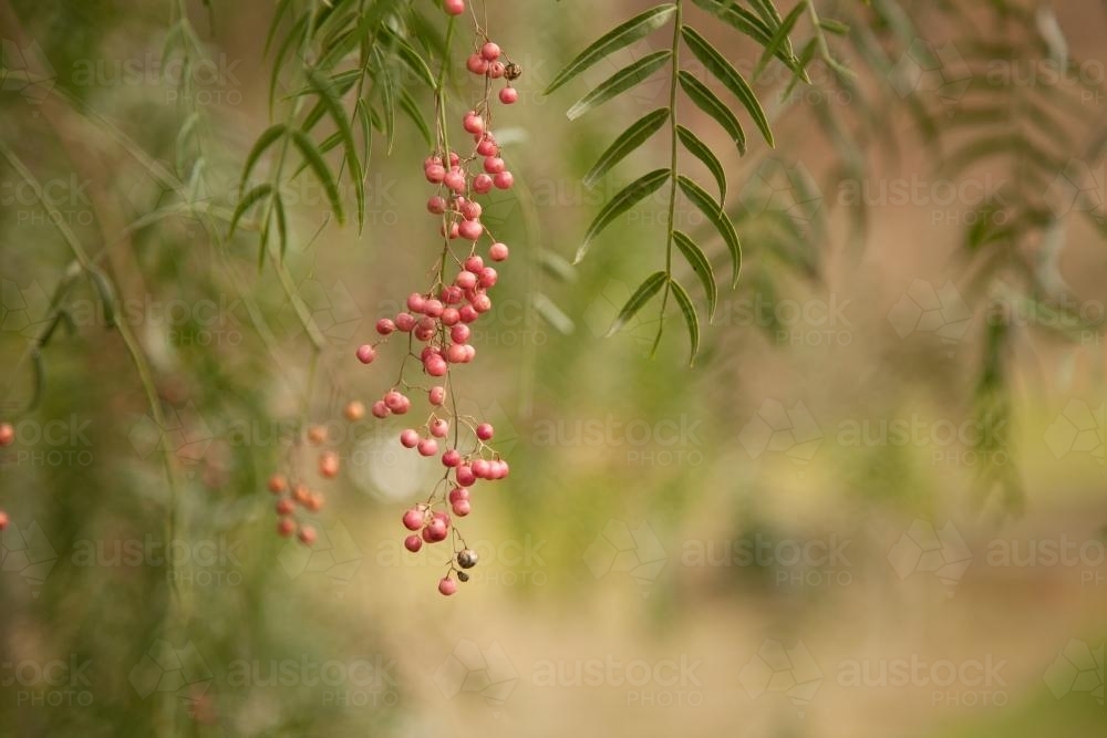 A spray of pink peppercorns hanging from a green peppercorn tree - Australian Stock Image