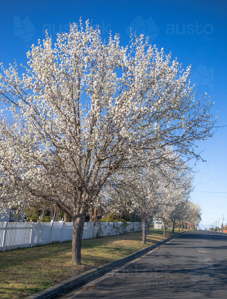 A spring streetscape with spring blossom trees under a blue sky - Australian Stock Image