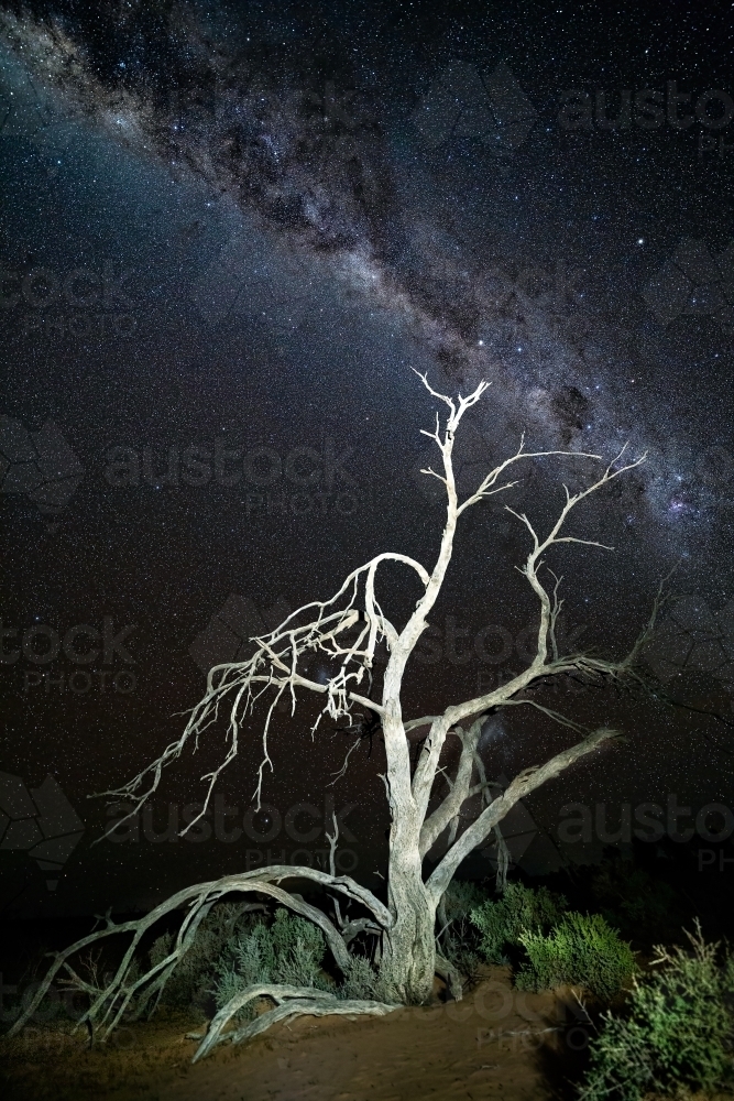 A starry night sky with milky way visible over a gnarly dead tree in desert landscape in outback - Australian Stock Image