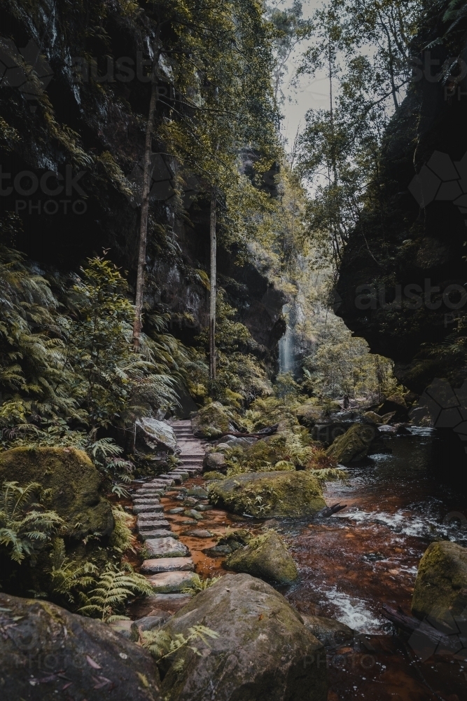 A stone path winding through the lush rainforest on the Grand Canyon Walking Track : Austockphoto A stone path winding through the lush rainforest on the Grand Canyon Walking Track - Australian Stock Image