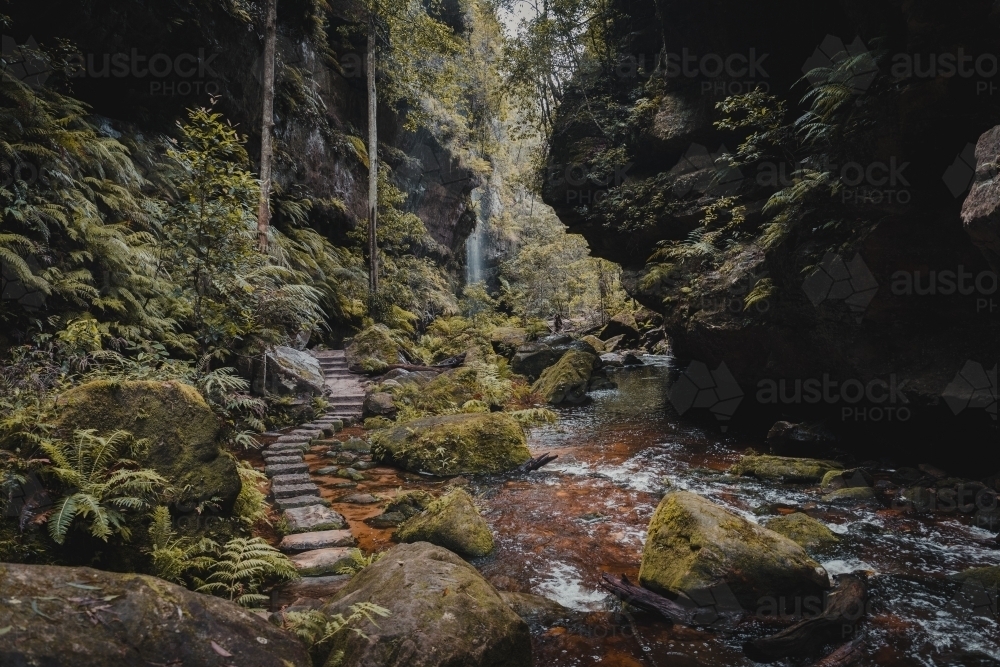 A stone path winding through the lush rainforest on the Grand Canyon Walking Track : Austockphoto A stone path winding through the lush rainforest on the Grand Canyon Walking Track - Australian Stock Image