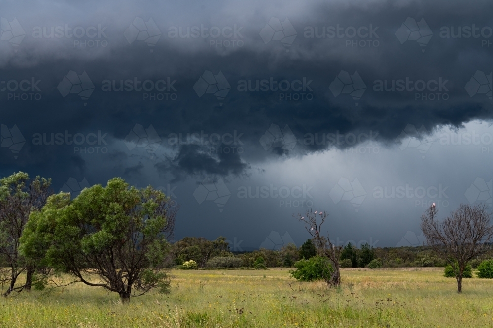 A storm approaching across a rural scene with grass and wildflowers - Australian Stock Image
