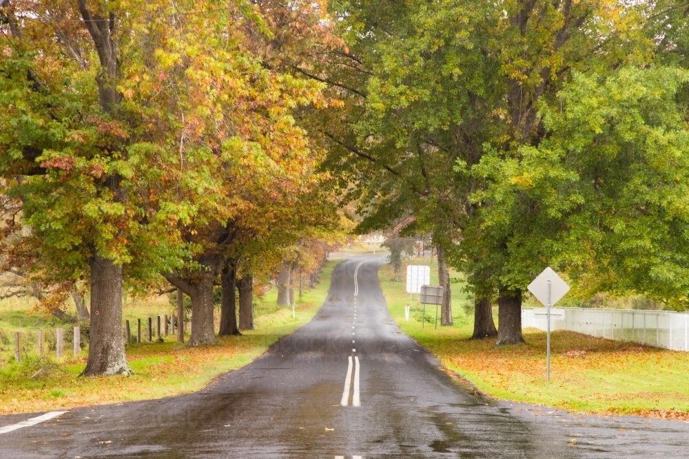 A street in Tenterfield lined with deciduous trees during a wet April day. - Australian Stock Image