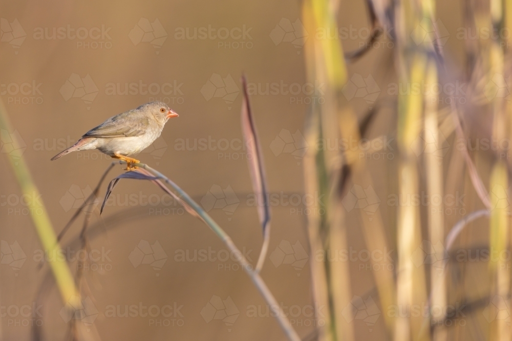 A sub-adult star finch perched on a stem of dry grass - Australian Stock Image