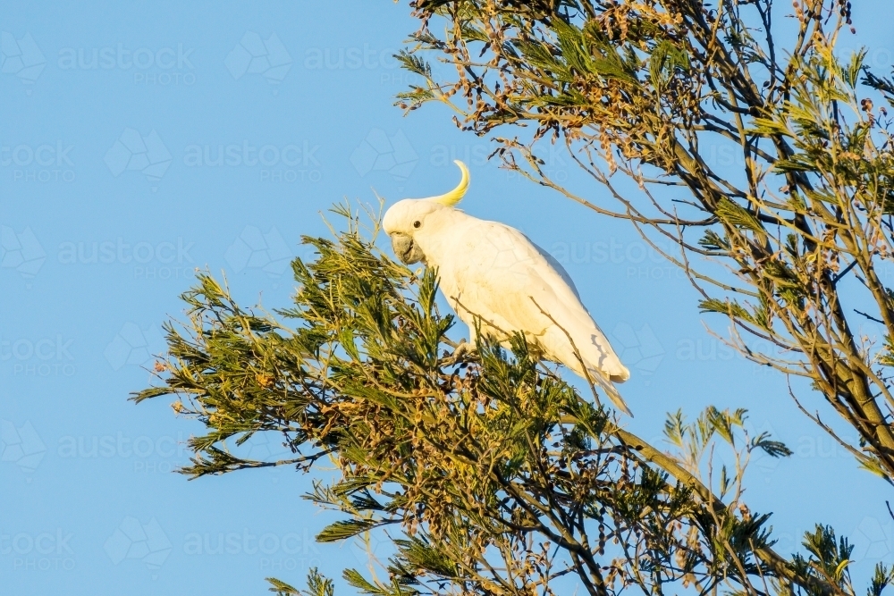 A Sulphur Crested Cockatoo in a tree - Australian Stock Image