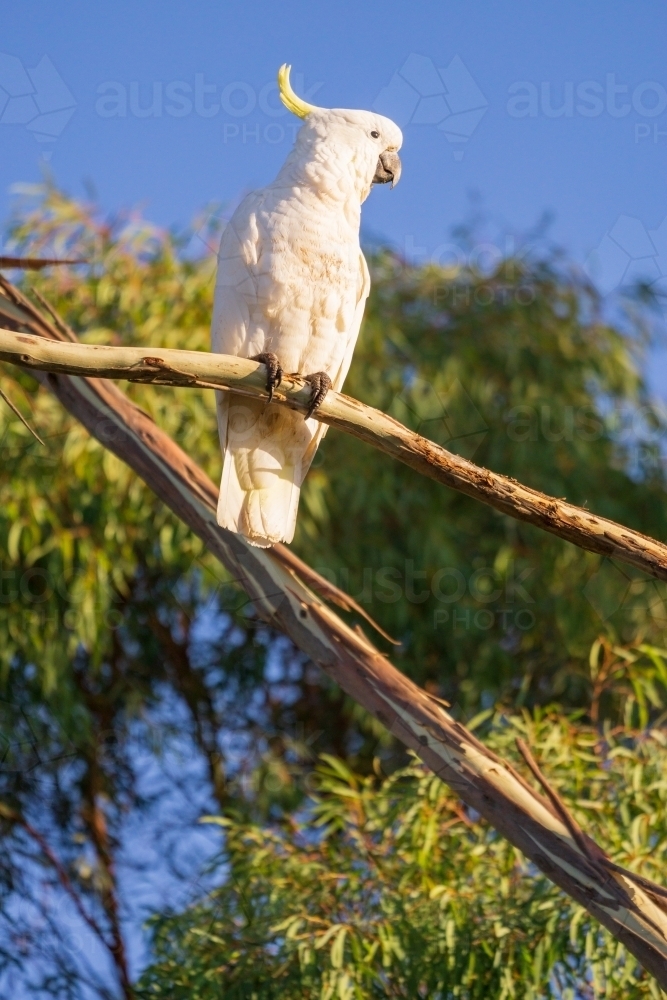 A Sulphur Crested Cockatoo sitting on an exposed branch of a gum tree with blue sky behind - Australian Stock Image