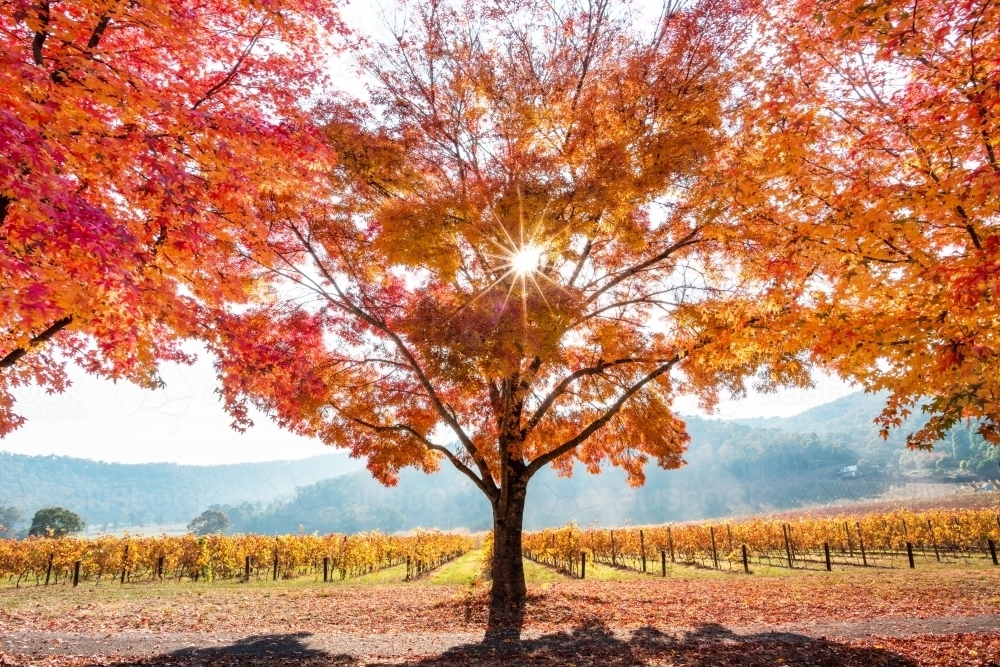 A sunburst shining through the autumn orange trees on a foggy morning - Australian Stock Image