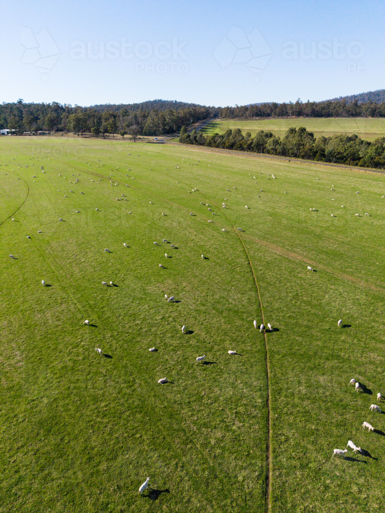 A sunny day over a green pasture with roaming sheep on the ground outside of Launceston - Australian Stock Image