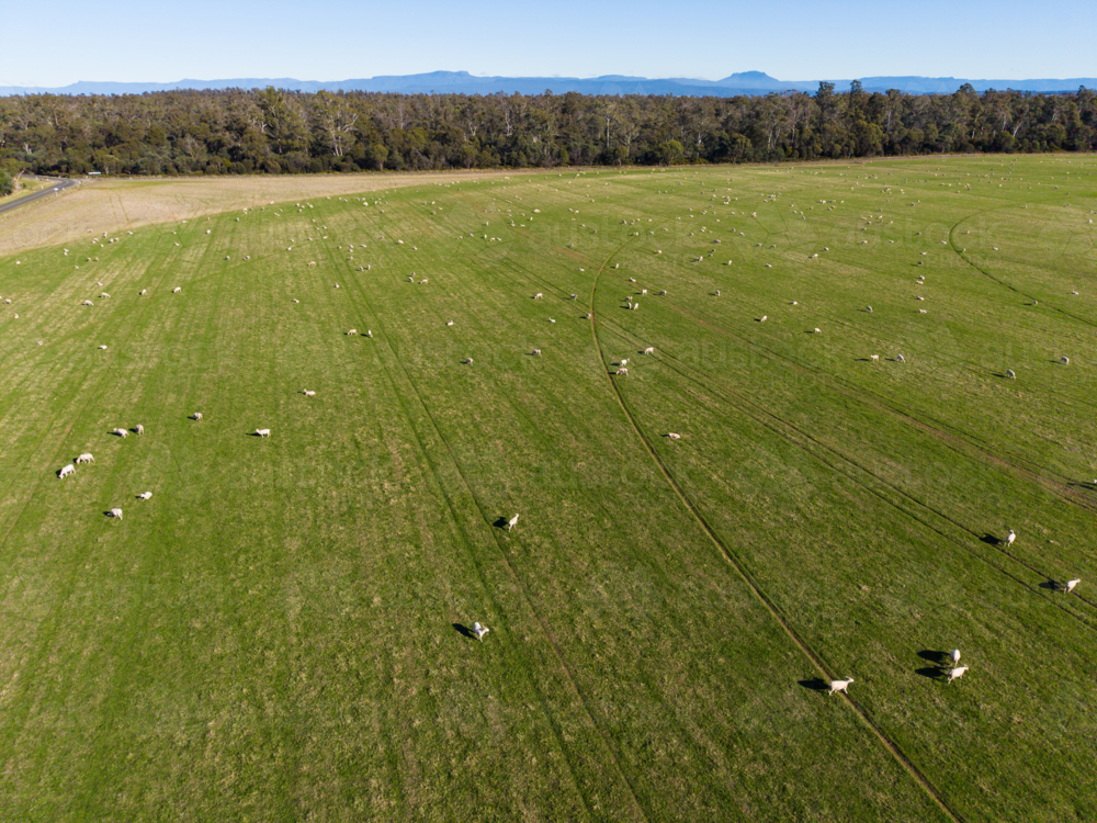 A sunny day over a green pasture with roaming sheep on the ground outside of Launceston - Australian Stock Image