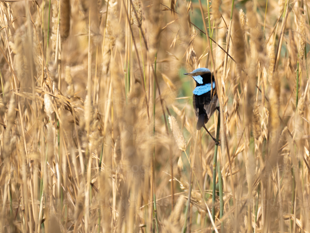 A superb fairywren (Malurus cyaneus) perched on a dry stalk of grass - Australian Stock Image