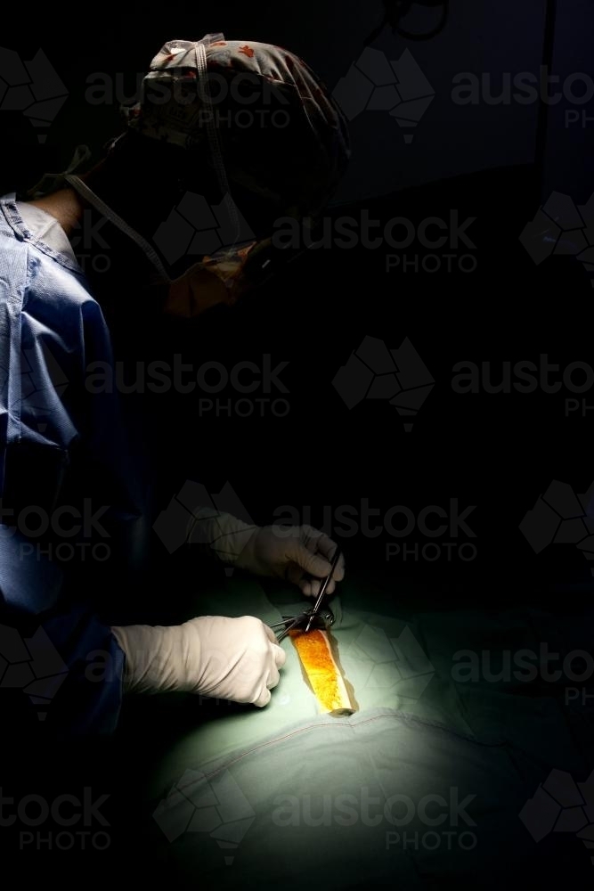 A surgeon performing surgery in a hospital operating theatre - Australian Stock Image