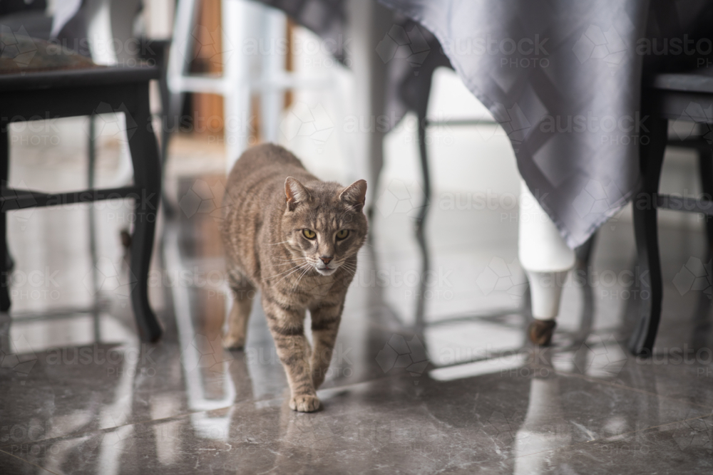 A tabby cat with a focused expression strides confidently across a glossy marble floor - Australian Stock Image