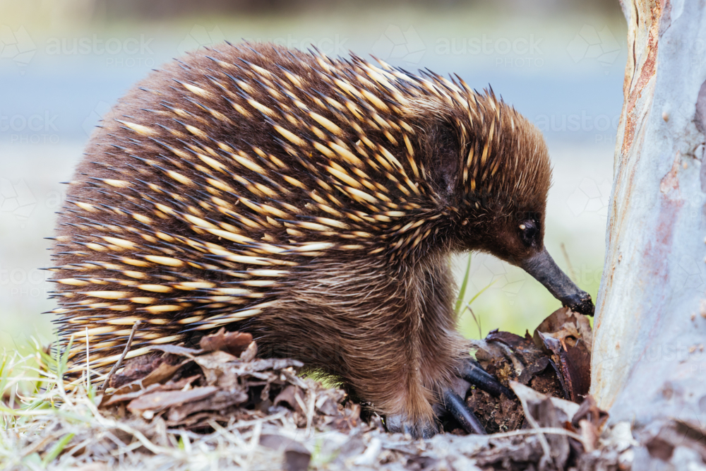 A tame echidna walks and looks for food in Guerilla bay near Mogo in New South Wales, Australia - Australian Stock Image