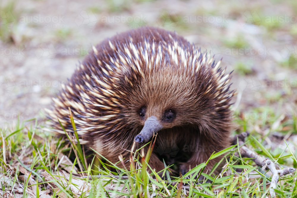 A tame echidna walks and looks for food in Guerilla bay near Mogo in New South Wales, Australia - Australian Stock Image
