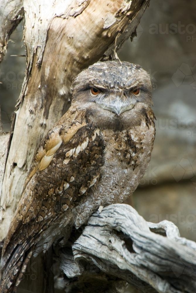 A Tawny Frogmouth on a Tree Branch - Australian Stock Image