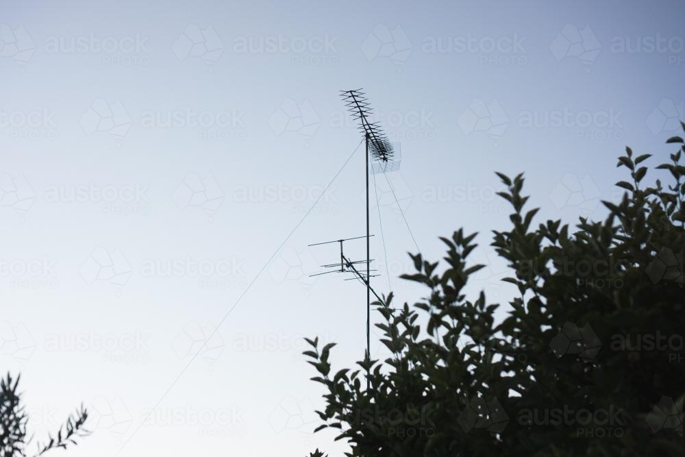 A television aerial against the sky with a tree silhouette - Australian Stock Image