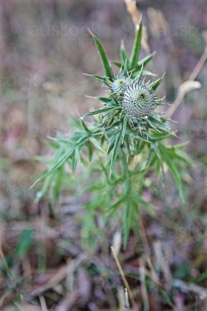 A thistle plant growing amongst Australian bushland - Australian Stock Image