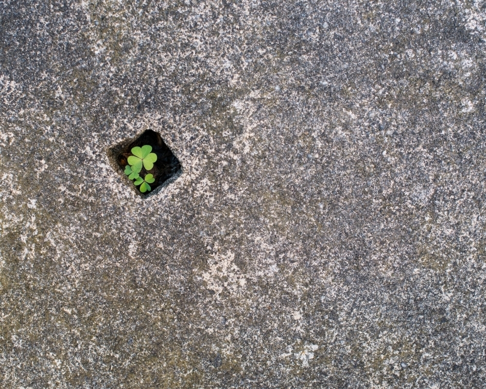 A three leaf clover growing in a small hole in a cement block - Australian Stock Image
