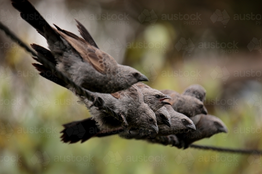 A tight-nit family of native Australian Apostle Birds huddled together in a group on a powerline. - Australian Stock Image